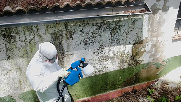 Trusted Mold Inspection service in Little Orleans, MD - Cheap Mold Removal